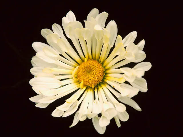 Light yellow mum with petals that are thin near the center and flat near the ends