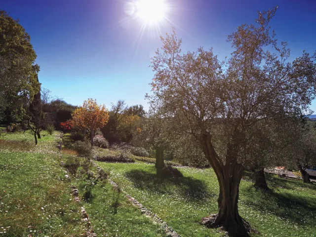 Green grass, fruit trues, bright blue sky