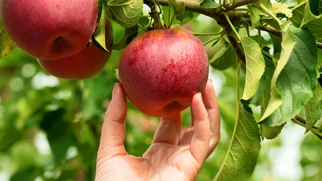 Picking an apple on Mountain Day