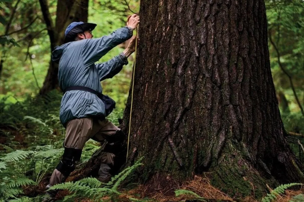 Bob Leverett wearing a jacket, cap, and knee pads while measuring the trunk of a large tree with a yellow tape measure in a dense, green forest.
