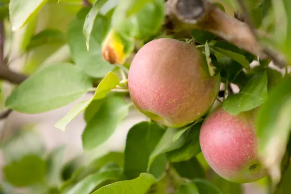 apples
