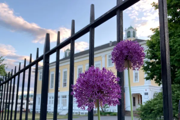 Purple onion flowers against a metal fence. Davis Center in the background
