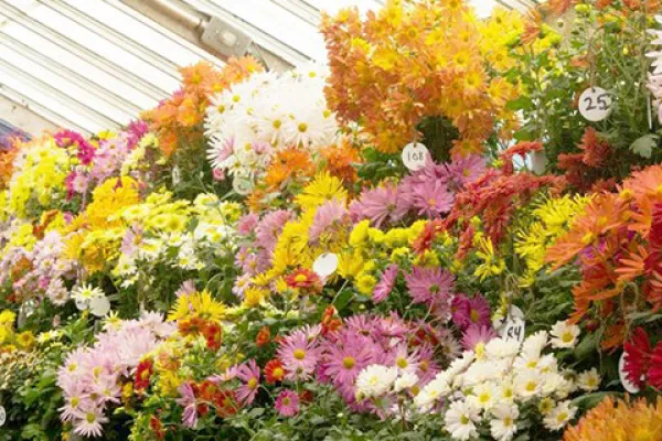 photo of mums