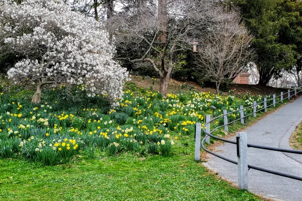 white flowering tree with daffodils under it and a curving path up the hill