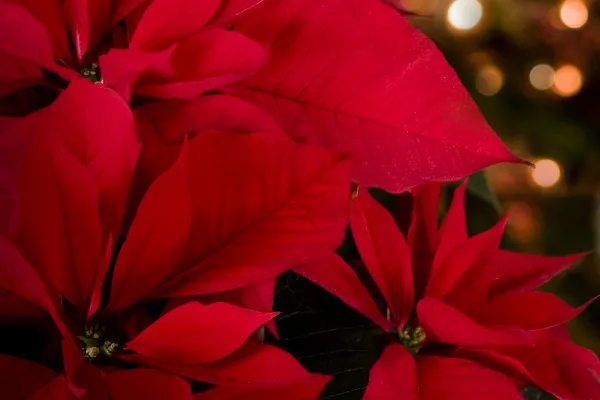 poinsetta