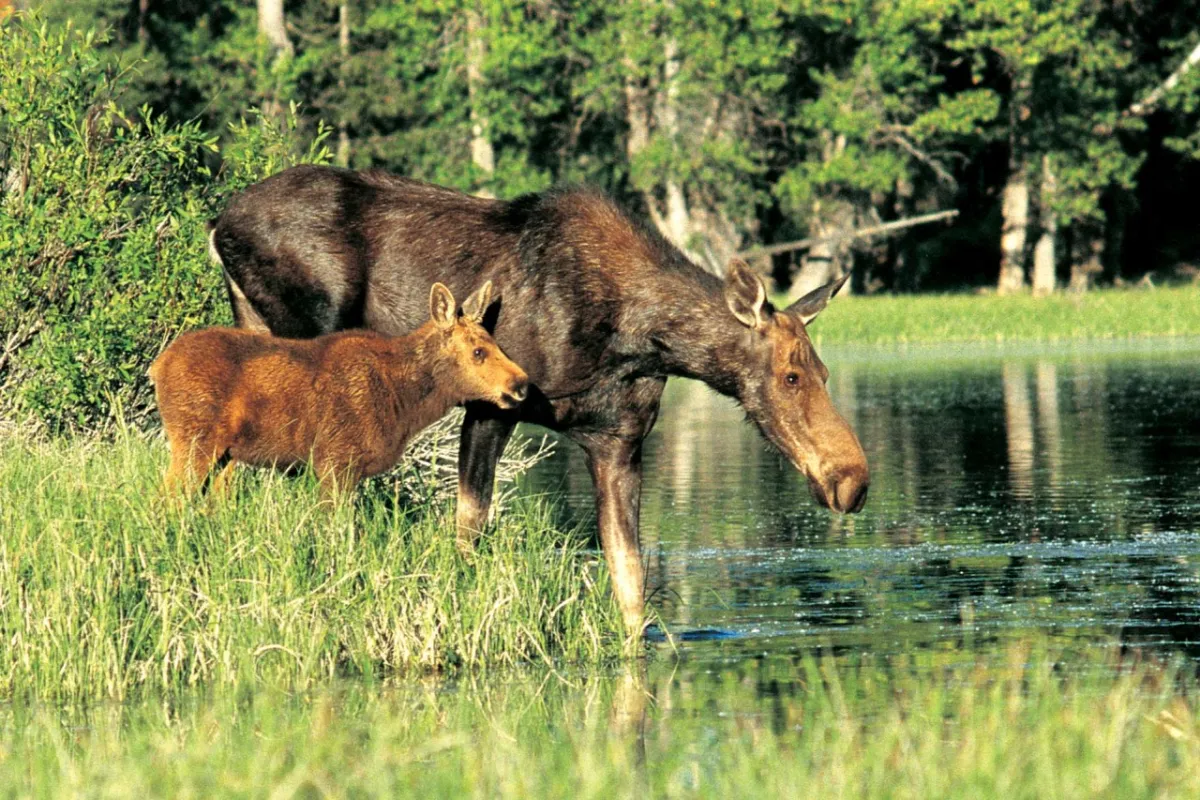 A moose and moose calf drinking from a stream