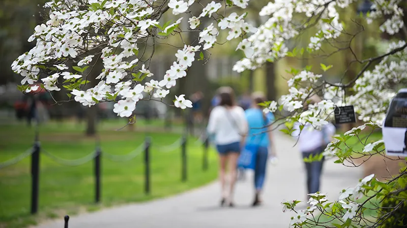 Close-up of a flowering tree on campus with people walking in the background.