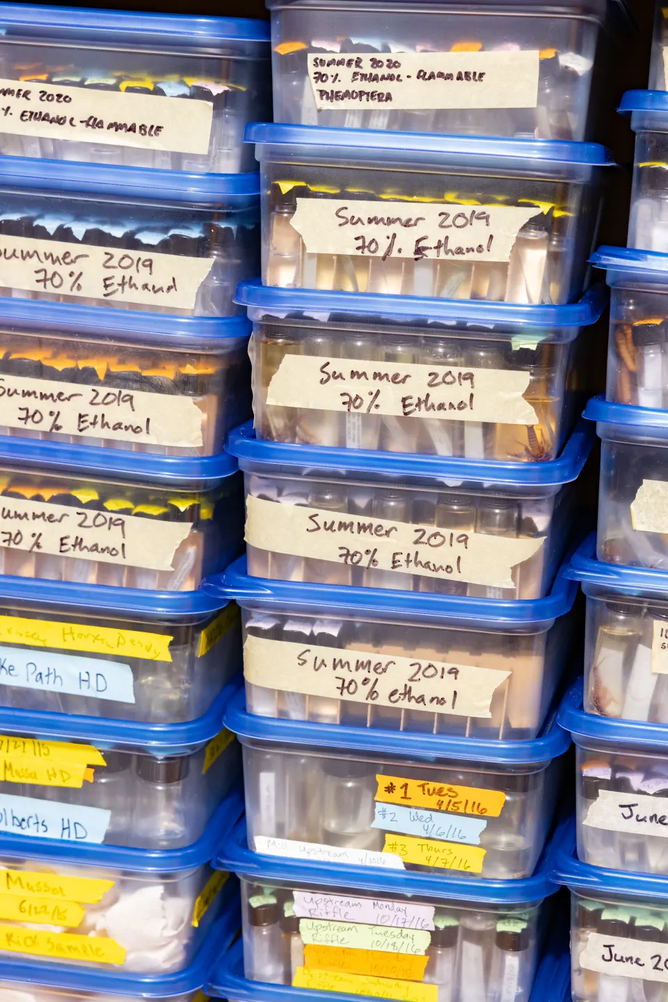 Stacks of Boxes of specimens with blue covers and taped labels in Professor Marney Pratt's Sabin-Reed lab