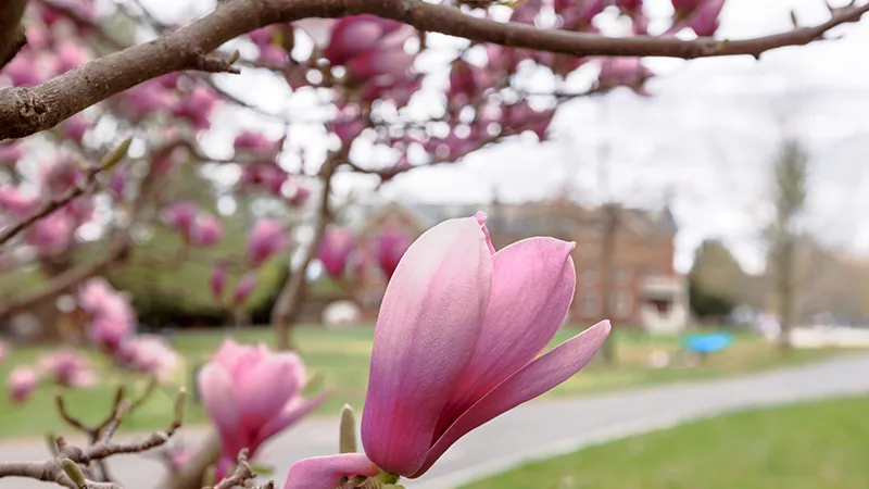 magnolia.jpg