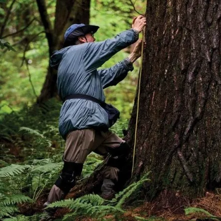 Bob Leverett wearing a jacket, cap, and knee pads while measuring the trunk of a large tree with a yellow tape measure in a dense, green forest.